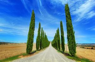 route des cyprès en toscane, italie photo