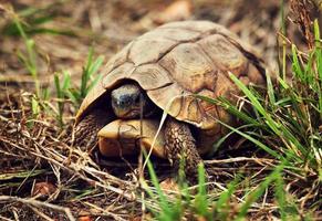 tortue léopard sauvage gros plan, afrique tanzanie photo