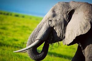 éléphant sur la savane. safari à amboseli, kenya, afrique photo