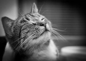 portrait de chat souriant heureux photo