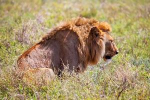 jeune lion mâle adulte sur la savane. safari dans le serengeti, tanzanie, afrique photo