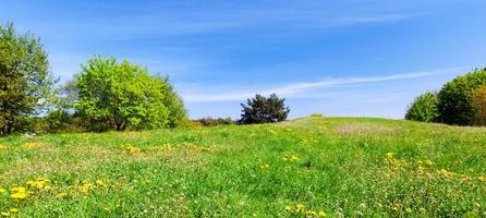 panorama de la prairie d'été avec herbe verte, arbres et ciel bleu. photo