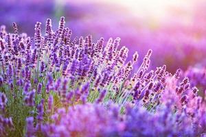 champ de fleurs de lavande au coucher du soleil. photo