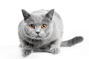 chat british shorthair isolé sur blanc. chasse photo