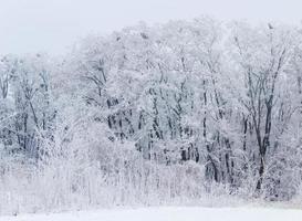 forêt d'hiver photo