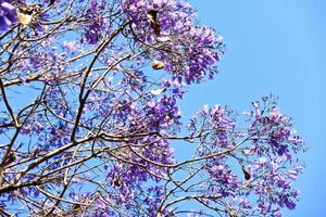 beau jardin avec fleurs et pelouse verte photo