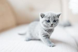 petit chat qui découvre le monde. photo