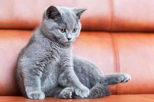 jeune chat mignon reposant sur un canapé en cuir. le chaton british shorthair à fourrure bleu gris photo