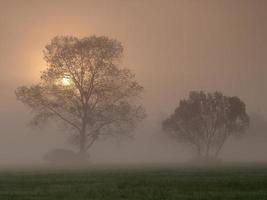 beau paysage de lever de soleil brumeux avec des arbres photo