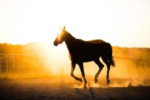 cheval noir courant dans le paddock au coucher du soleil. photo