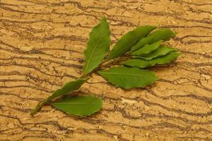 feuilles de laurier vert sur la branche photo