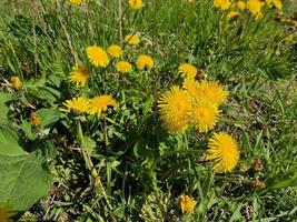 pissenlits jaunes sur fond d'herbe verte et juteuse. photo