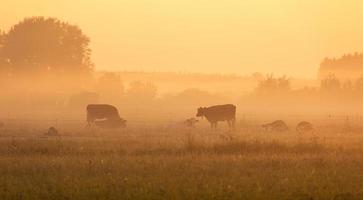 pâturage de vaches dans le matin brumeux photo