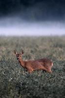 cerf dans un champ dans un matin d'été brumeux photo