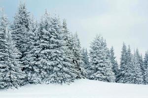 forêt d'hiver photo