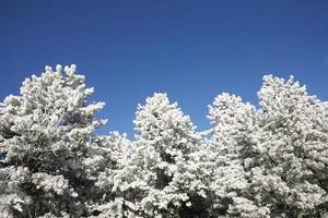 beaux pins dans la forêt d'hiver journée d'hiver glaciale