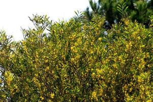 mimosa à fleurs jaunes photo