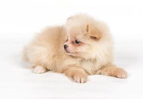 Chiot spitz pomeranian sur fond blanc photo