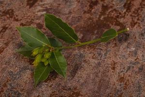 branche de laurier vert jeune arôme photo