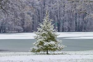 arbre, hiver, noël