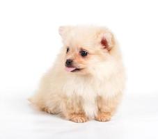 Chiot spitz pomeranian sur fond blanc photo