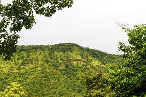 belle forêt tropicale photo