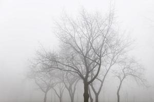 arbres dans la journée d'hiver brumeuse photo