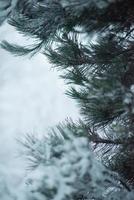 pin à feuilles persistantes de noël recouvert de neige fraîche photo