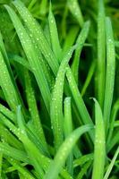 hautes herbes avec des gouttes d'eau après la pluie dans le jardin. pluie d'été, feuilles vertes d'une plante avec des gouttes de pluie. photo macro, vue de dessus