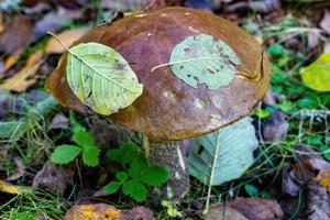 gros plan de cèpes dans la forêt printanière. photo