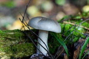 cèpes dans la forêt en gros plan photo