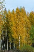 des bouleaux solitaires s'affichent dans la forêt d'automne. photo