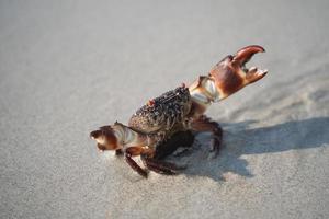 crabe marchant sur la plage de sable blanc marchant dans la mer, sur la plage, à la mer, le matin, la vie du crabe vit sur la plage de sable. photo