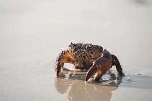 crabe marchant sur la plage de sable blanc marchant dans la mer, sur la plage, à la mer, le matin, la vie du crabe vit sur la plage de sable. photo