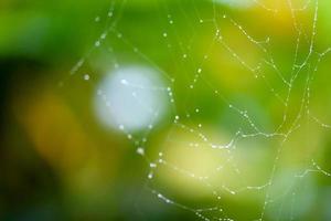 Toile d'araignée ou toile d'araignée abstraite floue naturelle photo