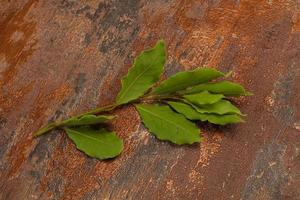 feuilles de laurier vert sur la branche photo