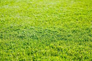 champ d'herbe verte photo