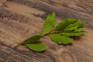 feuilles de laurier vert sur la branche photo