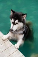 chien husky sibérien dans une piscine photo