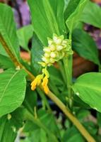 beau bouquet de fleurs de globba jaune frais en fleurs et bourgeons dans le jardin botanique. plante florale tropicale petit pétale photo