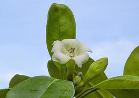 arbre de fleur blanche de parfum frais unique de beauté ou trai tichlan floraison blanche et bourgeons avec des feuilles vertes dans la maison de jardin. isolé sur fond de ciel bleu. photo
