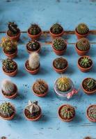 beaucoup de petits cactus et succulents mignons dans des pots photo