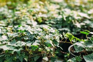 gros plan de plantes en pots à effet de serre photo