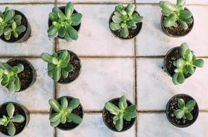 gros plan de plantes en pots à effet de serre photo