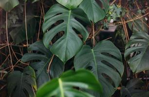 feuilles vertes de monstera ou monstera deliciosa, arrière-plan ou motifs de forêt tropicale à feuilles vertes. photo