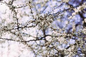 printemps, cerisier en fleurs. arbre en fleurs, nombreuses fleurs blanches et bourgeons avec arrière-plan flou. photo