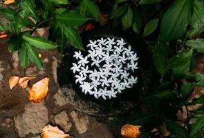 fleurs de frangipanier blanc dans un bol en pierre photo