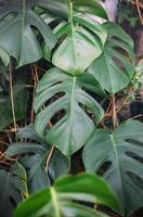 feuilles vertes de monstera ou monstera deliciosa, arrière-plan ou motifs de forêt tropicale à feuilles vertes.
