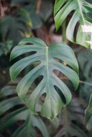 feuilles vertes de monstera ou monstera deliciosa, arrière-plan ou motifs de forêt tropicale à feuilles vertes. photo