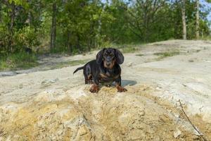 chiot teckel gros plan portrait. photo